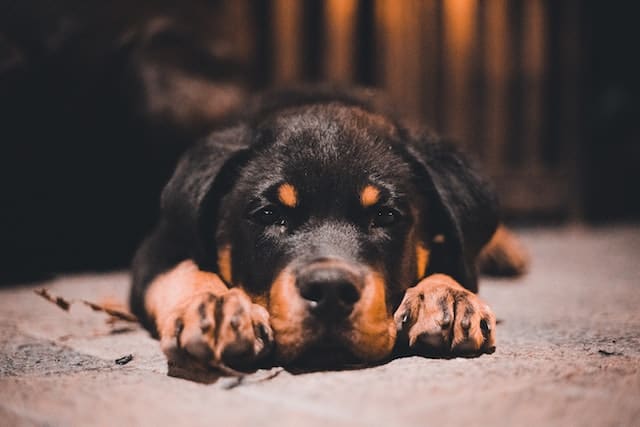 Middle Names for Rottweilers